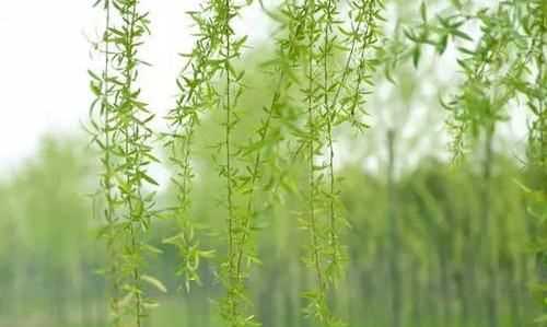 柳樹葉泡水有毒,什么人不能喝柳樹葉水飲料圖5