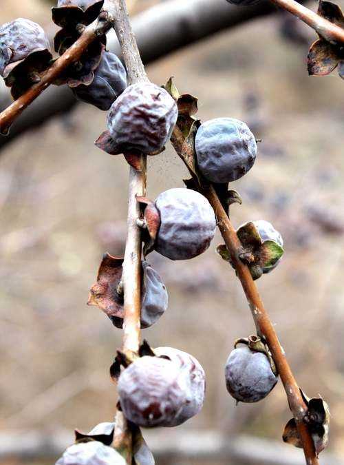 軟棗怎么處理才能吃