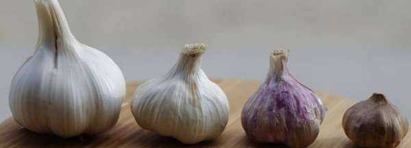 夏天大蒜頭怎么保存,夏天大蒜頭怎么保存不發(fā)芽圖1