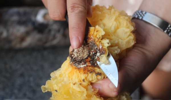 雪耳要浸泡多長時間,銀耳熬之前要泡多長時間圖4