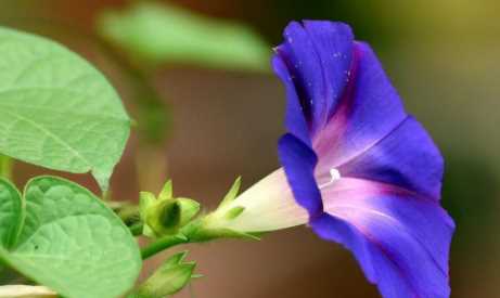 擬人的句子六年級(jí),草原課文六年級(jí)擬人句有哪些圖1