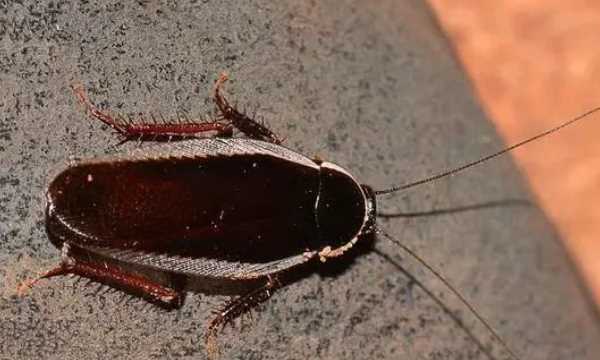 蟑螂真會去吃洗衣粉,蟑螂會主動吃洗衣粉水嗎圖1