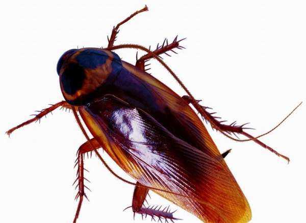 蟑螂真會去吃洗衣粉,蟑螂會主動吃洗衣粉水嗎圖4