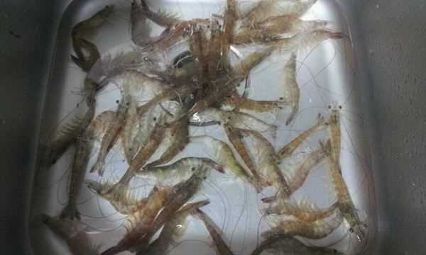 洗蝦子用什么浸泡,水產(chǎn)中浸泡蝦用食鹽還是用碘好呢圖8