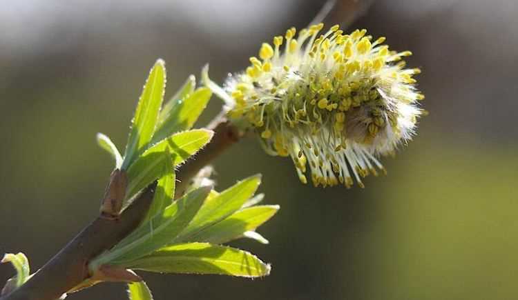 柳樹枝煮水多長時間