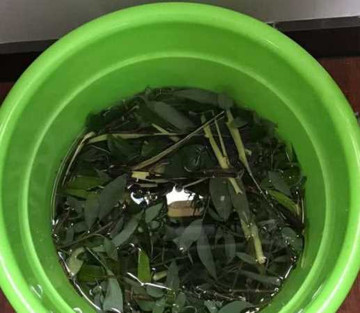 柳樹枝泡水時間長了還能用嗎