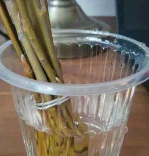柳樹枝水泡櫻桃樹枝多少時間就可以發(fā)芽