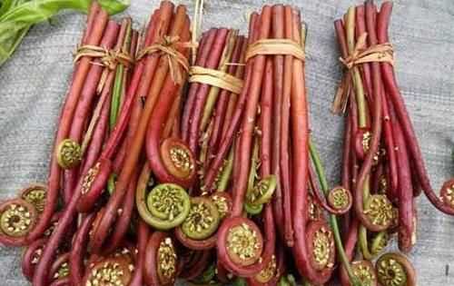 清炒蕨菜為何是苦的如何才能不苦呢