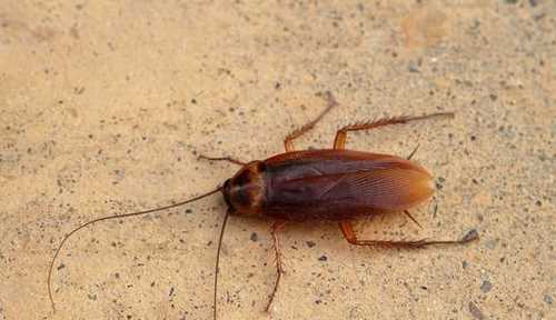 家有蟑螂怎么辦,家里有蟑螂怎么辦能除根家里放一物絕對沒蟑螂超威圖2