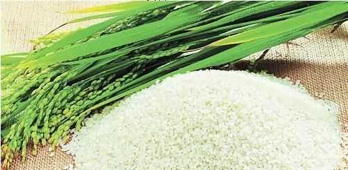 東北大米最早起源地