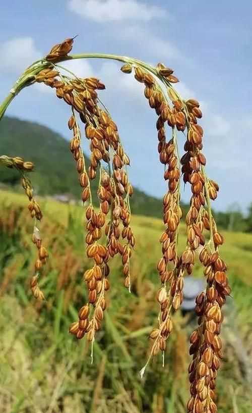 中國(guó)第一米原產(chǎn)地