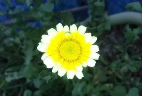 茼蒿開花了還能吃嗎，茼蒿開花了還能掐著吃嗎？圖3