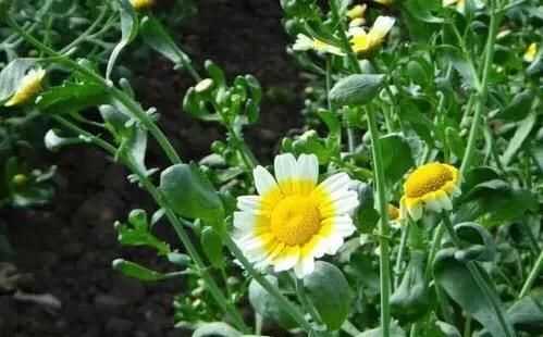 茼蒿開花了還能吃嗎，茼蒿開花了還能掐著吃嗎？圖4