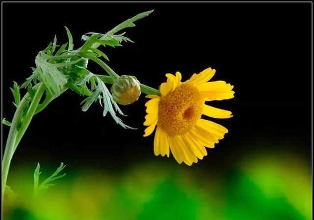 茼蒿開花了還能吃嗎，茼蒿開花了還能掐著吃嗎？圖5