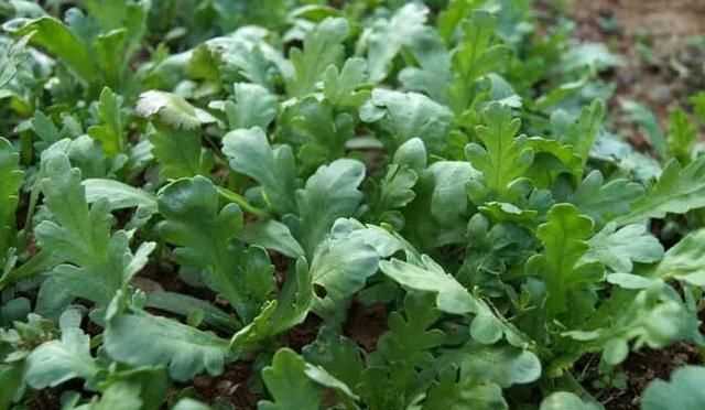 茼蒿開花了還能吃嗎，茼蒿開花了還能掐著吃嗎？圖6