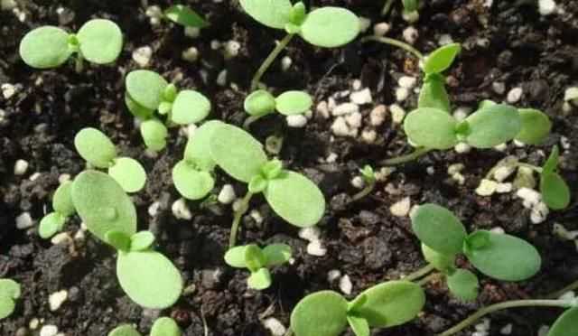 茼蒿開花了還能吃嗎，茼蒿開花了還能掐著吃嗎？圖7