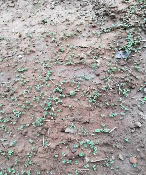 茼蒿開花了還能吃嗎，茼蒿開花了還能掐著吃嗎？圖8