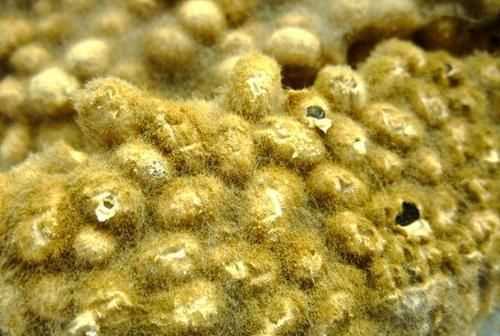 黃豆醬捂霉長出白色的毛正常嗎