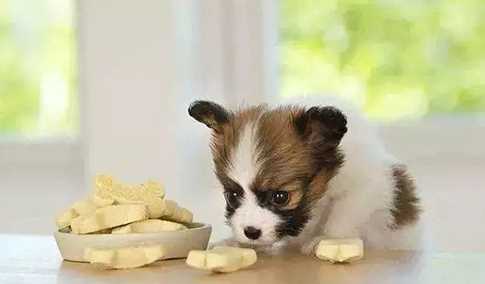 猴子是用什么來辨味,猴子是用什么來辨味道的圖2