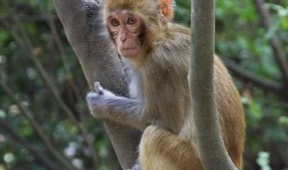 猴子是用什么來辨味,猴子是用什么來辨味道的圖3