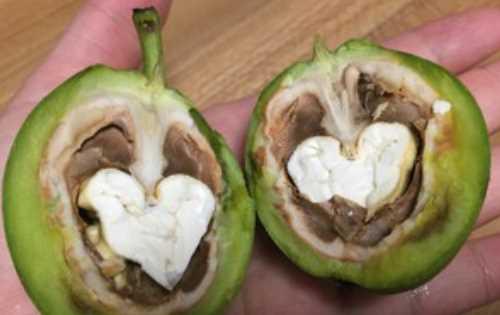 生核桃怎么做簡單好吃,生核桃怎么吃圖2