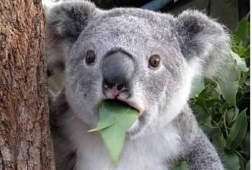 澳大利亞的國寶是什么，澳大利亞，美國，英國。加拿大的國寶動物分別是什么？圖2