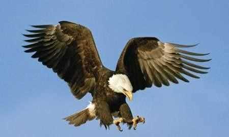 澳大利亞的國寶是什么，澳大利亞，美國，英國。加拿大的國寶動物分別是什么？圖3