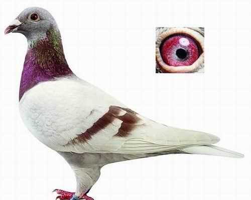 澳大利亞的國寶是什么，澳大利亞，美國，英國。加拿大的國寶動物分別是什么？圖4