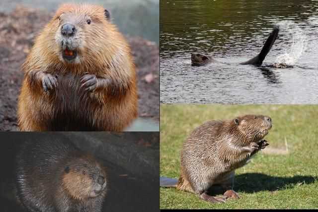 澳大利亞的國寶是什么，澳大利亞，美國，英國。加拿大的國寶動物分別是什么？圖5