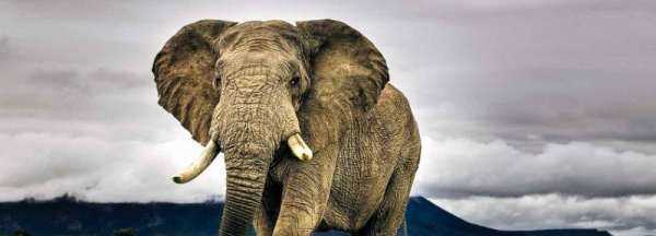 大象在雪地里踩的腳印像什么,動物的腳印在雪地里像什么圖片圖2