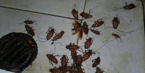 蟑螂被打死后需要做哪些處理