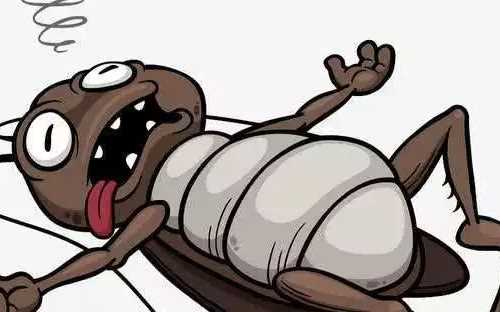 蟑螂被打死后需要做哪些處理,蟑螂被打死后需要做哪些處理圖4