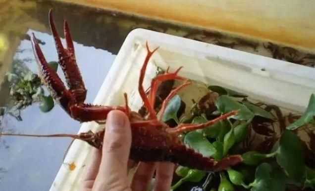 龍蝦買(mǎi)回來(lái)最好的保存方法是什么呢