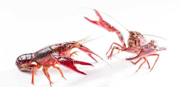 小龍蝦怎么存放可以降低死亡率,龍蝦買(mǎi)回來(lái)最好的保存方法是什么呢圖3