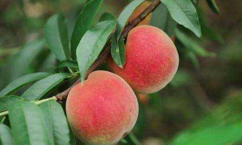 什么可以清除桃子表面的細(xì)毛,桃子去毛怎么洗干凈圖10