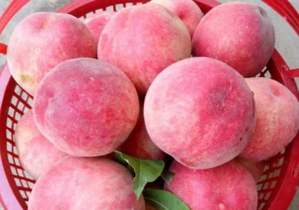 什么可以清除桃子表面的細(xì)毛,桃子去毛怎么洗干凈圖14