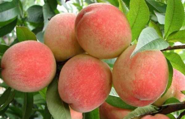 什么可以清除桃子表面的細(xì)毛,桃子去毛怎么洗干凈圖15