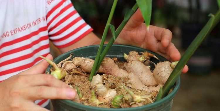 生姜如何長(zhǎng)期保存方法