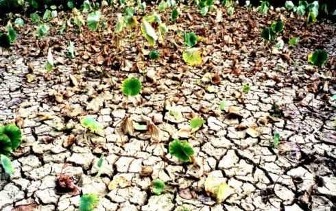 旱災(zāi)會帶來哪些危害