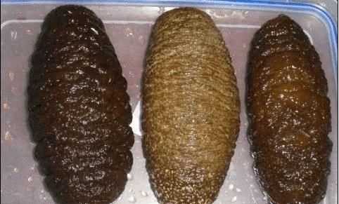 白刺參和黑刺參營養(yǎng)價值有區(qū)別