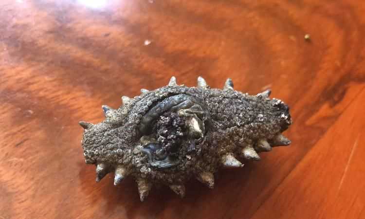 白海參和黑海參哪個好吃