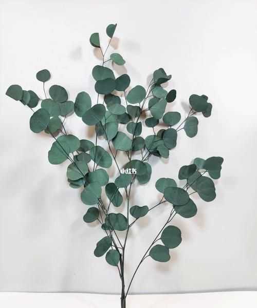 尤加利果怎么會(huì)炸開