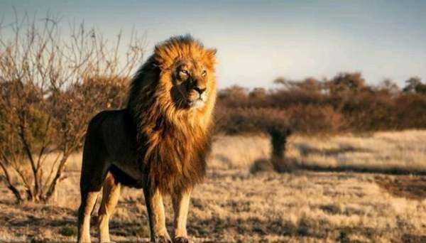 非洲大草原有哪些動(dòng)物,非洲大草原上有哪些動(dòng)物圖6