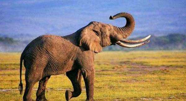 非洲大草原有哪些動(dòng)物,非洲大草原上有哪些動(dòng)物圖8