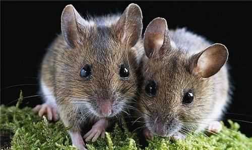老鼠肉可以吃,老鼠肉可以吃么圖6