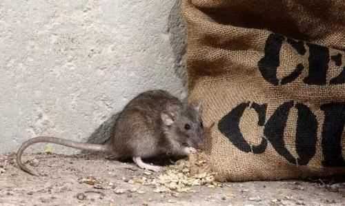 老鼠肉可以吃,老鼠肉可以吃么圖7