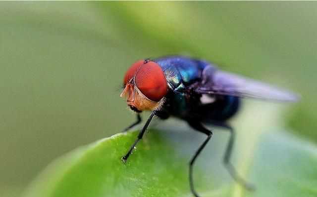 蒼蠅通過什么分辨氣味，蒼蠅討厭什么樣的花香？圖1