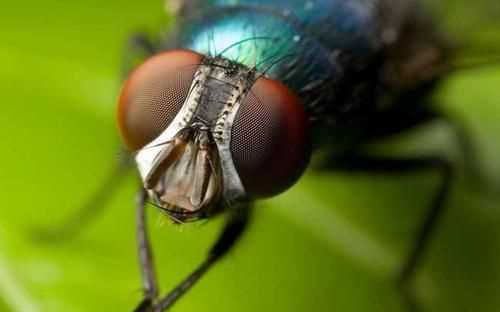 蒼蠅通過什么分辨氣味，蒼蠅討厭什么樣的花香？圖3