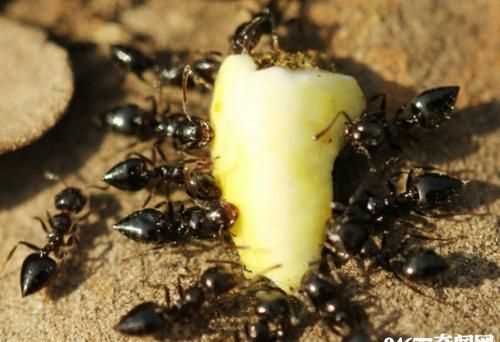 螞蟻怕什么氣味和東西