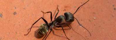 螞蟻怕什么氣味和東西,螞蟻怕什么氣味和東西圖3